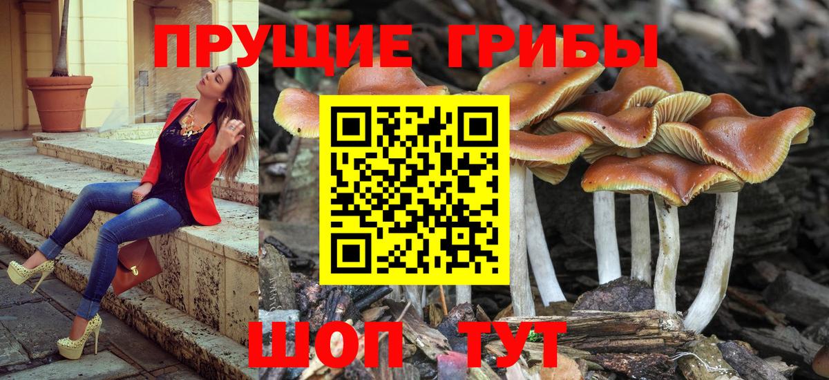 Галлюциногенные грибы Psilocybe Аша